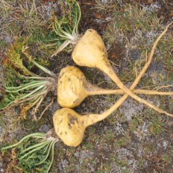 43Maca_Natural_Herbs_350x350 43Maca_Natural_Herbs_350x350